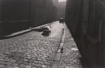 Pigeon in Cobbled Street;Pigeon in Cobbled Street;Pigeon in Cobbled Street