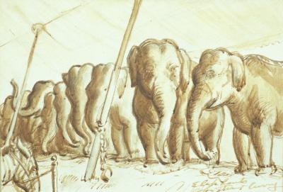 Circus Elephants