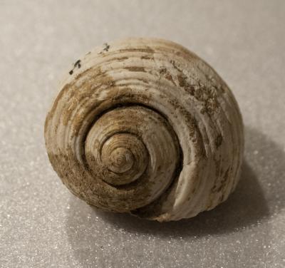 Shell from Sarcophagus