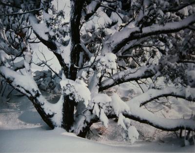 Juniper in Snow, New Mexico;Juniper in Snow, New Mexico